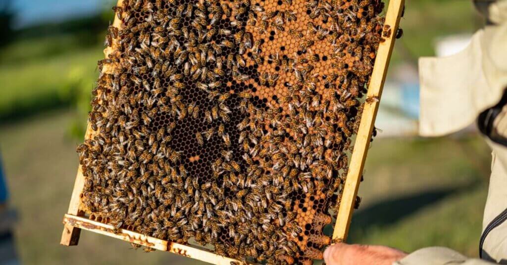 A beekeeper without a suit in the afternoon sun, holding a wooden honeycomb frame swarming with bees.