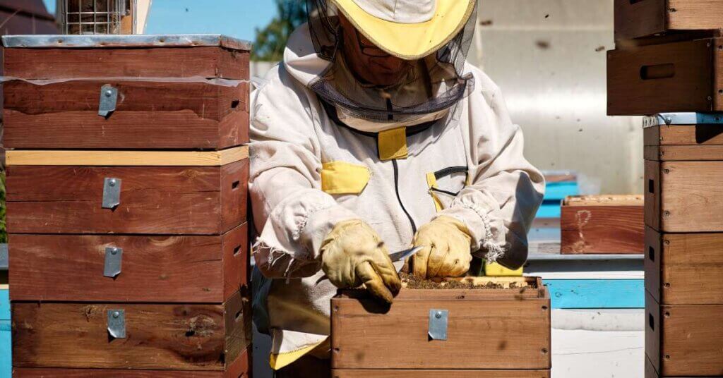 A beekeeper dressed in a full suit examining an open wooden hive while bees buzz around his protective gear.