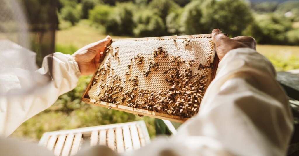 A Beekeeping Guide: How To Properly Manage Your Beehives