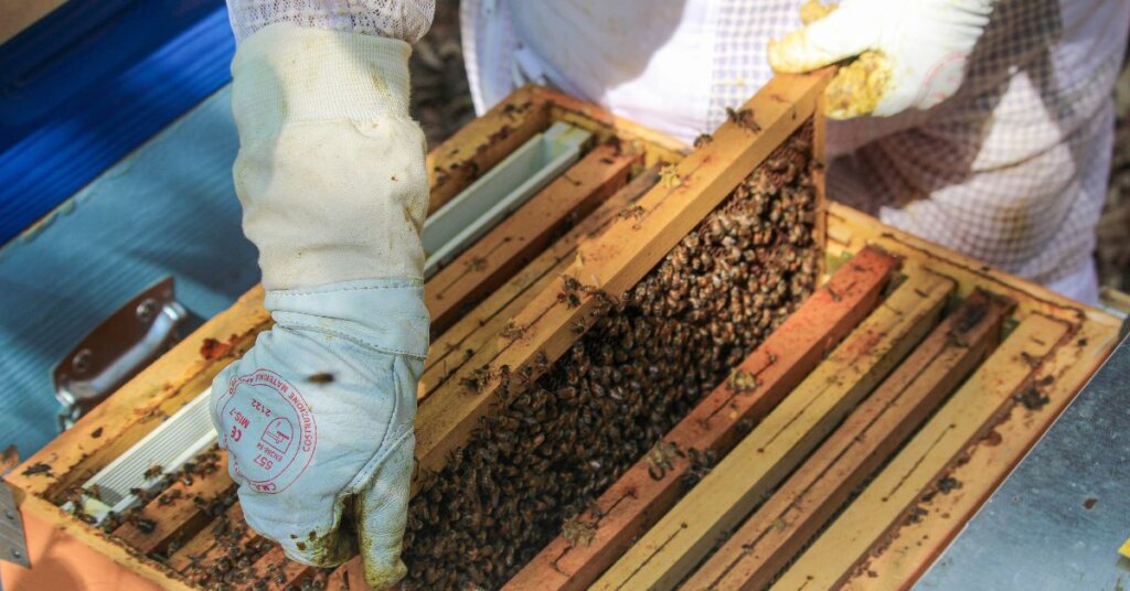 A Beekeeping Guide: How To Properly Manage Your Beehives