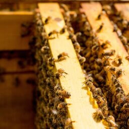 Where To Place a Beehive: What You Should Consider