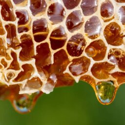 Thick, golden honey dripping from a piece of honeycomb. There is blurred green foliage in the background.