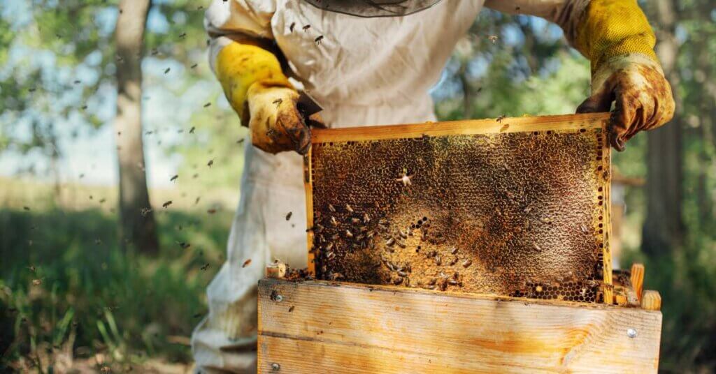 A beekeeper wearing a suit and gloves, pulling a frame out of a nuc. Bees fly around the hive and beekeeper.