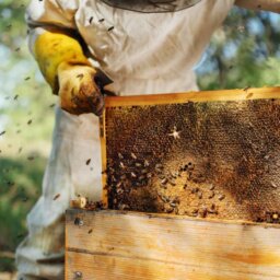 A beekeeper wearing a suit and gloves, pulling a frame out of a nuc. Bees fly around the hive and beekeeper.