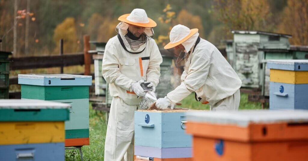 Two beekeepers working around a blue bee hive. One uses a smoker while the other lifts hive frames out of the nuc.