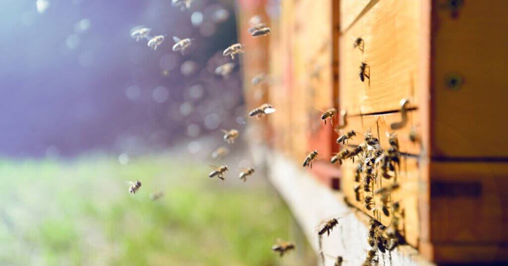 Honeybees crawling around the entrance of a wooden beehive. There are more bees flying in the air nearby.