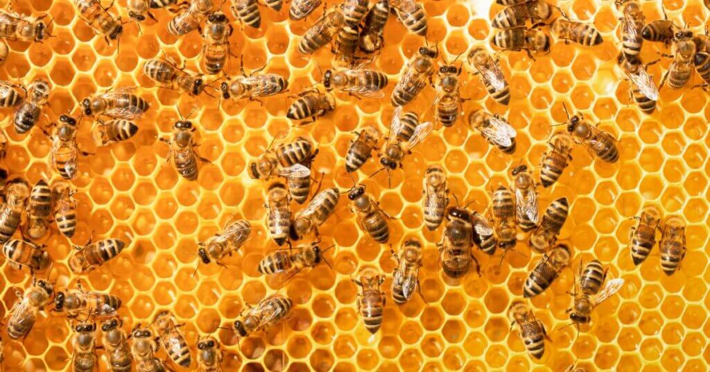 Honeybees moving around on a frame of golden honeycomb. They scatter across the comb, facing different directions.