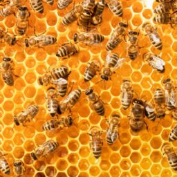 Honeybees moving around on a frame of golden honeycomb. They scatter across the comb, facing different directions.