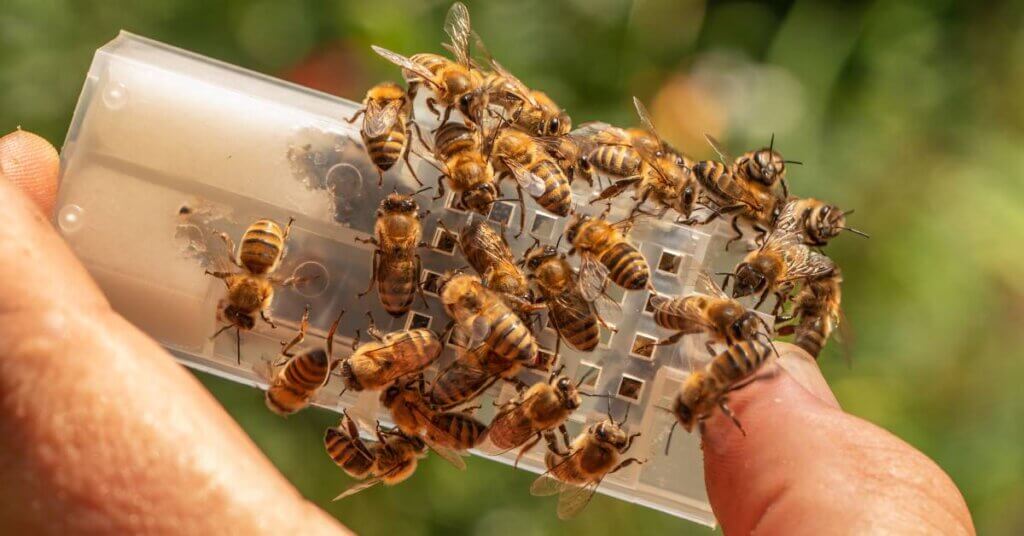 A transparent bee clip holding a queen bee. There are worker bees crawling around the outside of the clip.