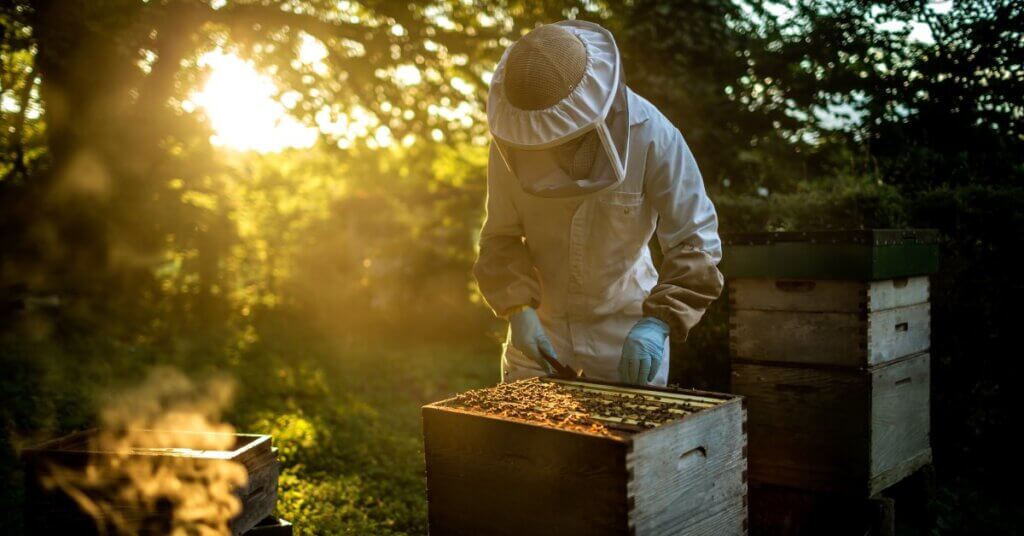 A beekeeper in full protective gear standing beside an opened beehive. They are reaching for a hive frame.