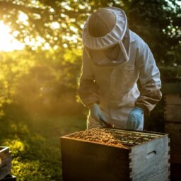 A beekeeper in full protective gear standing beside an opened beehive. They are reaching for a hive frame.