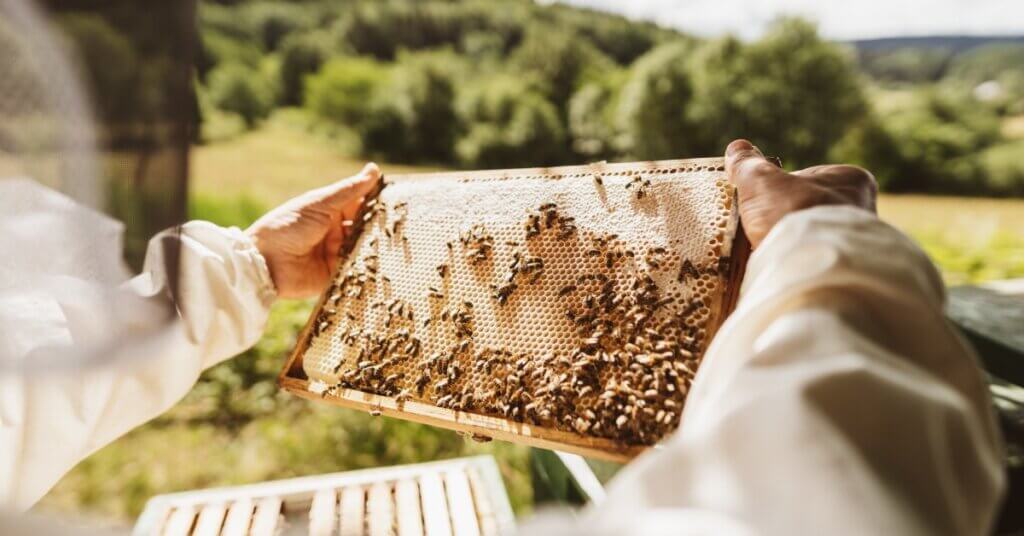 A beekeeper holding up a hive frame that is covered in honeycomb and honeybees. In front of him is the rest of the beehive.