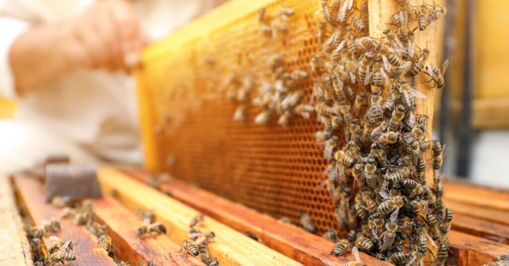 A beekeeper lifting a hive frame out of a hive. There are honeybees crawling around the sides of the frame.