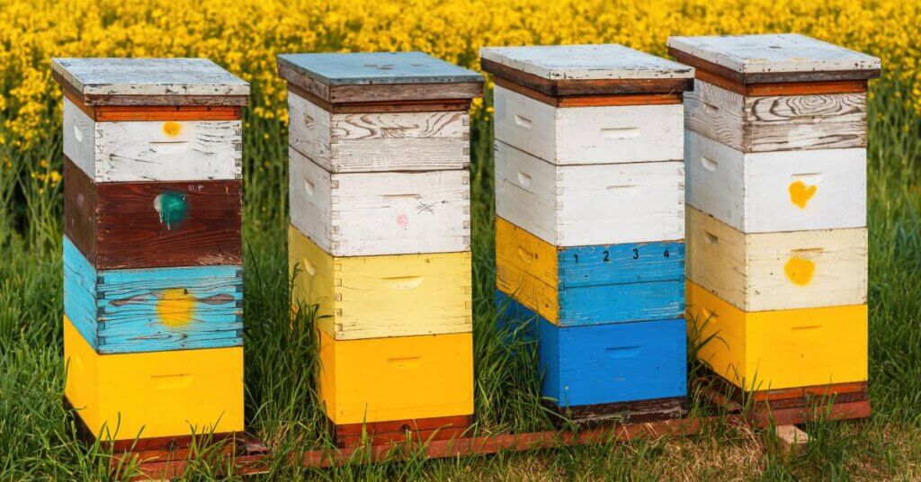 Four bee hives painted white, yellow, and blue. They are standing in a row in front of a field of yellow flowers.