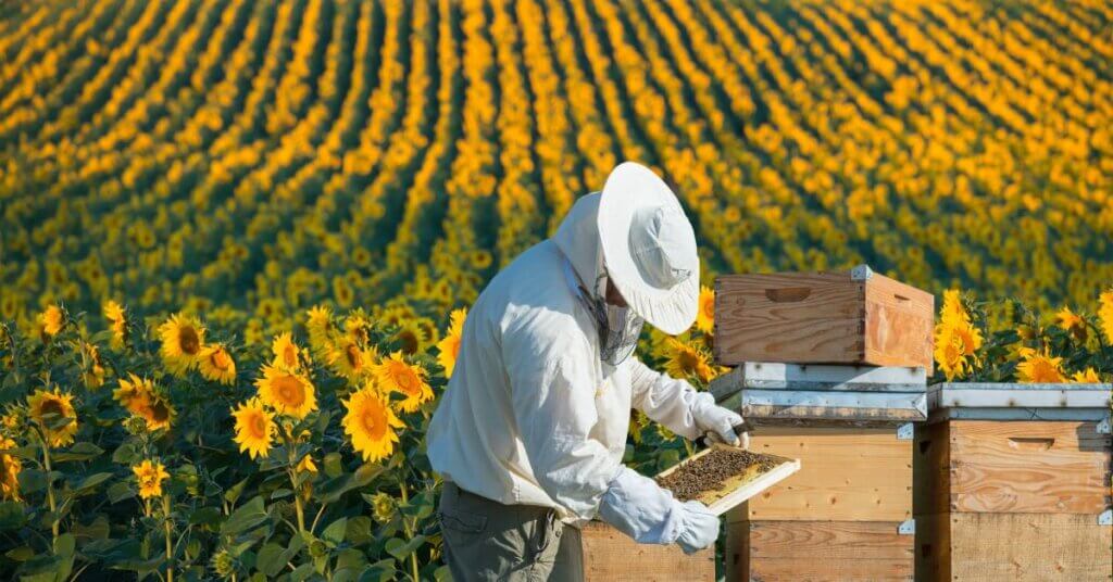 A beekeeper inspecting a hive frame. Behind him are three bee hives in front of a field of sunflowers.