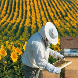 A beekeeper inspecting a hive frame. Behind him are three bee hives in front of a field of sunflowers.