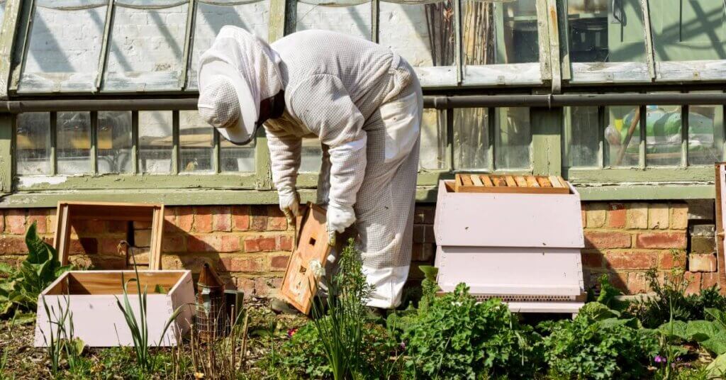 A beekeeper in a white suit, pants, gloves, and hat works beside a beehive. They are bent over a hive frame.