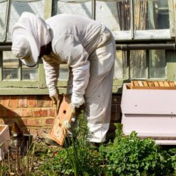 A beekeeper in a white suit, pants, gloves, and hat works beside a beehive. They are bent over a hive frame.