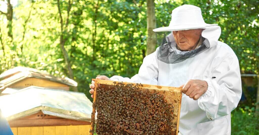 An older man wearing a white beekeeping suit and hat holds a hive frame full of bees with his bare hands.