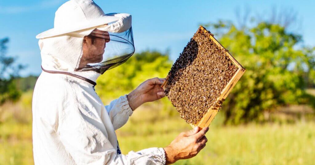 A beekeeper in a suit and veil holds and inspects a hive frame. There is a thick layer of honey bees on the frame.