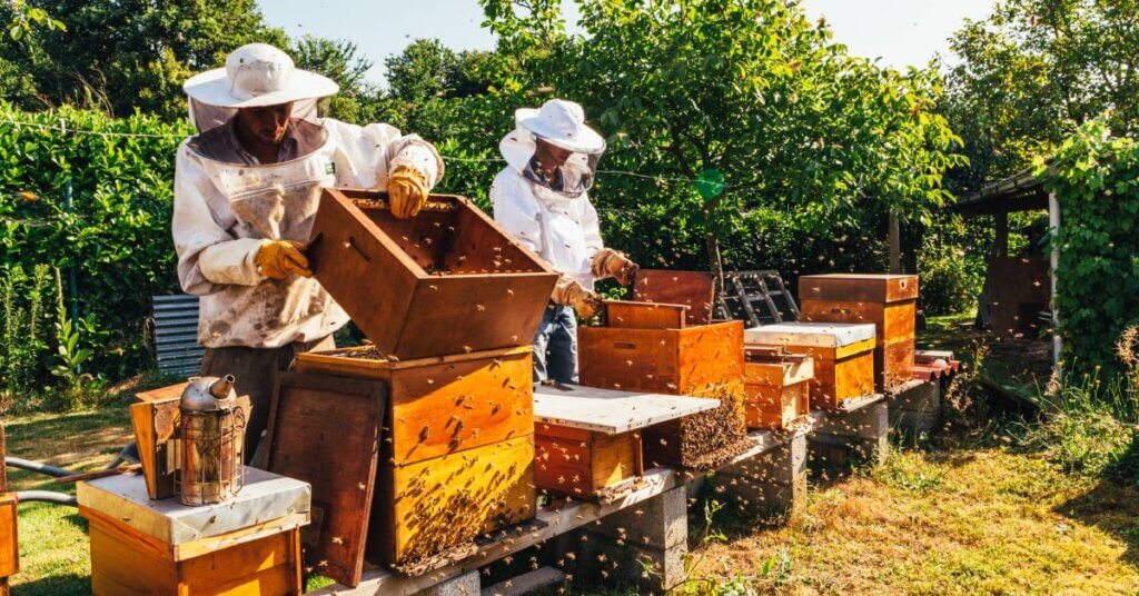 Two beekeepers work side by side, inspecting a row of honey bee hives. They are wearing protective suits, gloves, and veils.