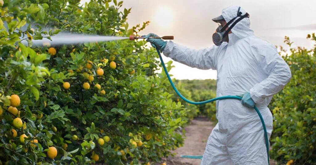 A man wearing a suit, gloves, and a respirator sprays chemicals on a row of growing lemon trees on a farm.