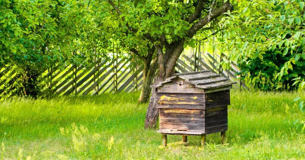 A single wooden beehive standing in a lush, green yard. There are small trees and a wooden fence behind it.