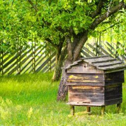 A single wooden beehive standing in a lush, green yard. There are small trees and a wooden fence behind it.