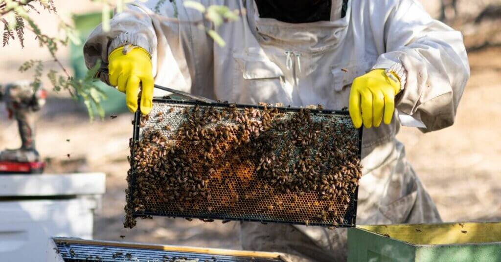 A beekeeper in a full suit, veil, and gloves lifts a hive frame from a hive. The frame is covered in comb and bees.