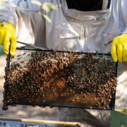 A beekeeper in a full suit, veil, and gloves lifts a hive frame from a hive. The frame is covered in comb and bees.