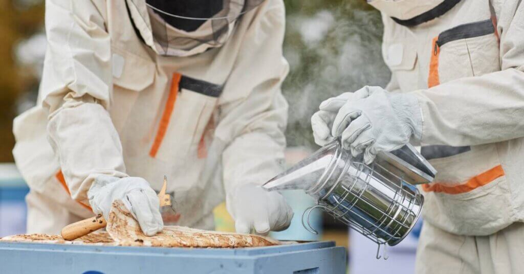 Two beekeepers working inside a beehive. One uses a smoker while the other lifts back the hive covering.