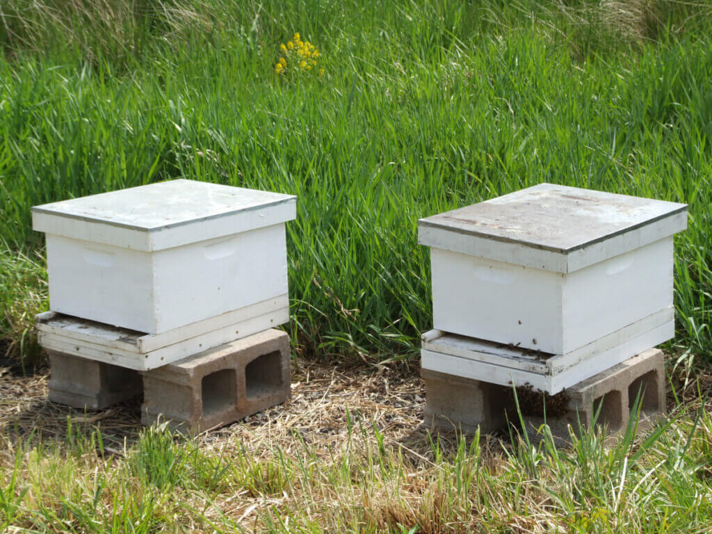 Two white, single-body bee hives on cement blocks among a field of tall, thick, lush green grass.