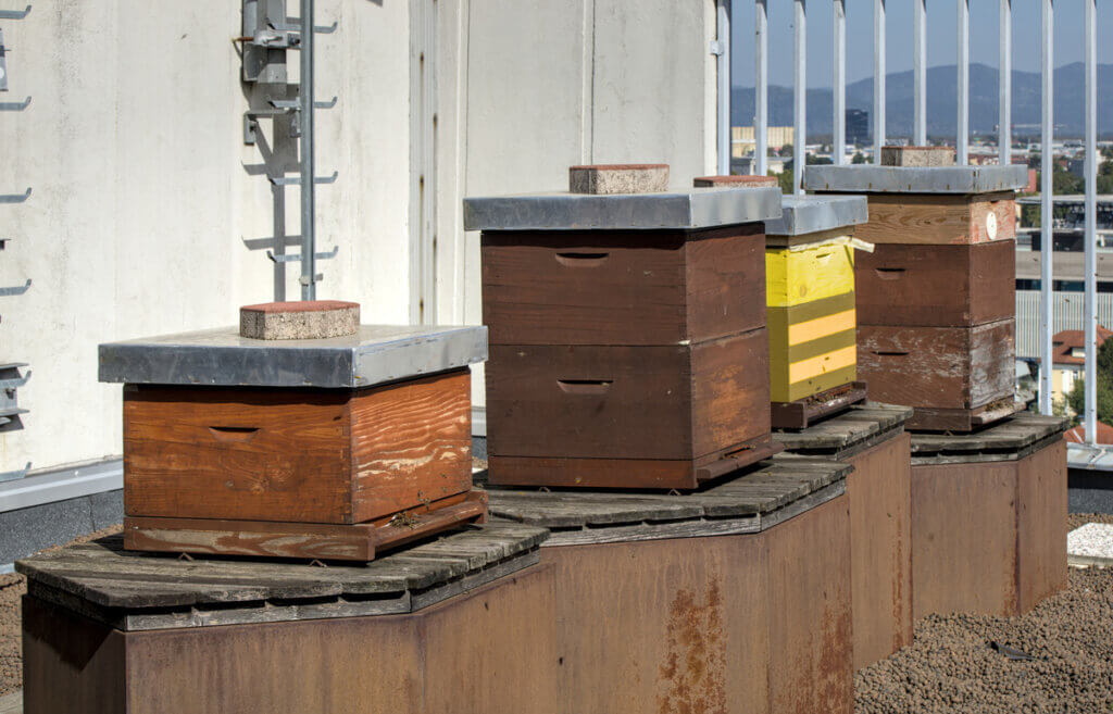 A row of four brown, wooden bee hives on raised wooden platforms. Their covers are weighed down by bricks.