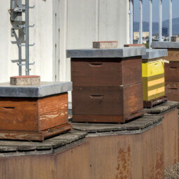 A row of four brown, wooden bee hives on raised wooden platforms. Their covers are weighed down by bricks.