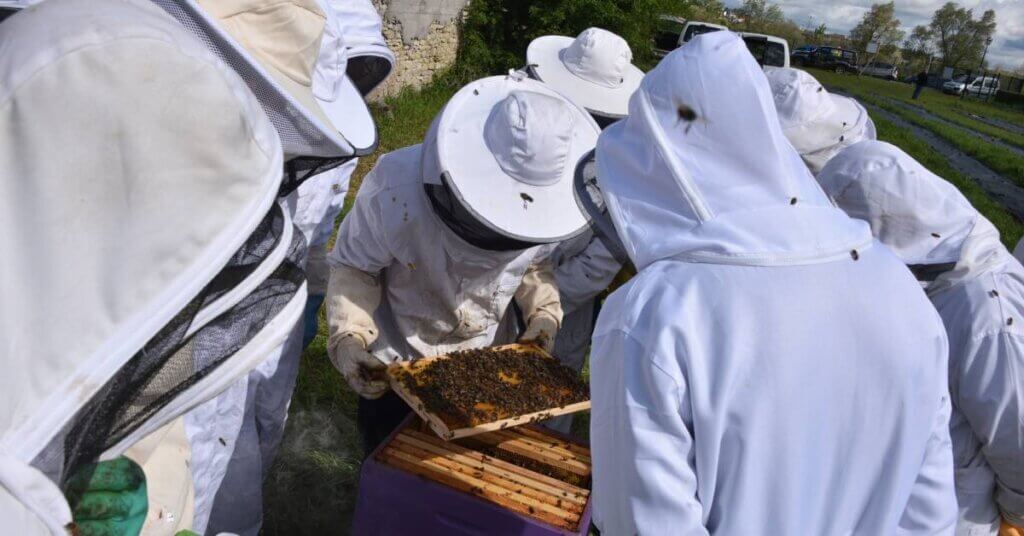 A beekeeper presenting a hive frame full of honey bees to a group gathered around. They are all wearing beekeeping suits and hats.