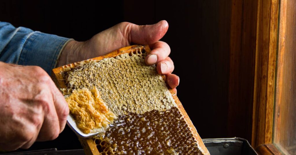 Someone using a cappings scratcher to scrape the caps off a frame of honeycomb, preparing the frame for honey extraction.