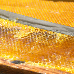 A hive frame full of golden honey with an uncapping knife sitting atop it. The frame is partially uncapped.