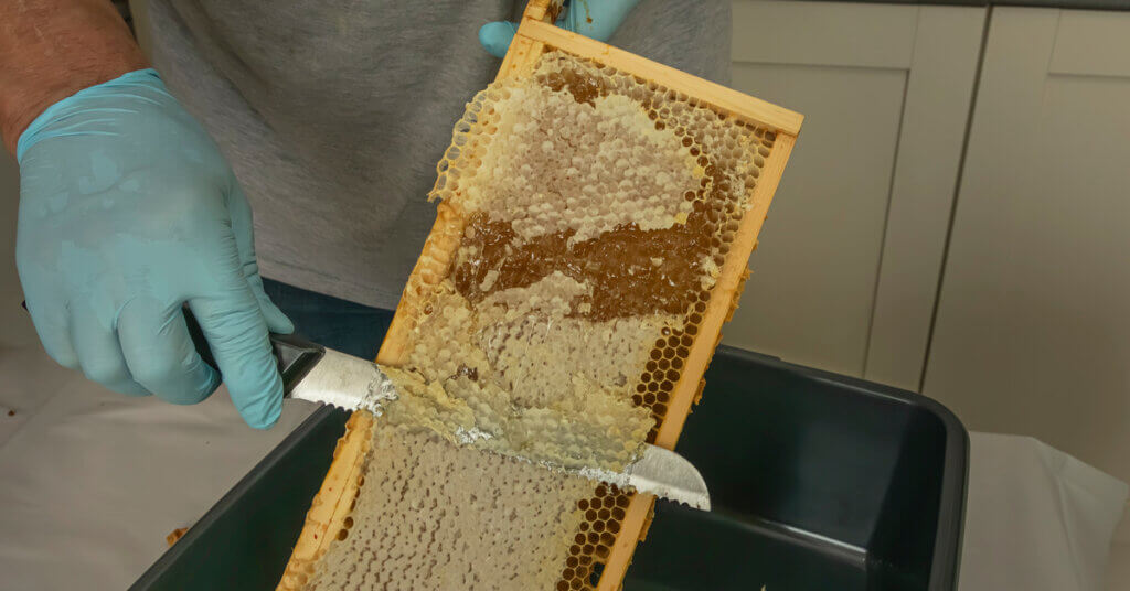 A beekeeper wearing gloves uses an uncapping knife to scrape the wax cappings off a shallow hive frame and into a green tub.