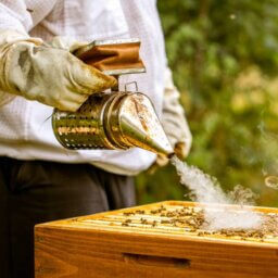 A beekeeper aims a cloud of smoke from a bee smoker into an open hive. They are wearing a protective jacket and gloves.