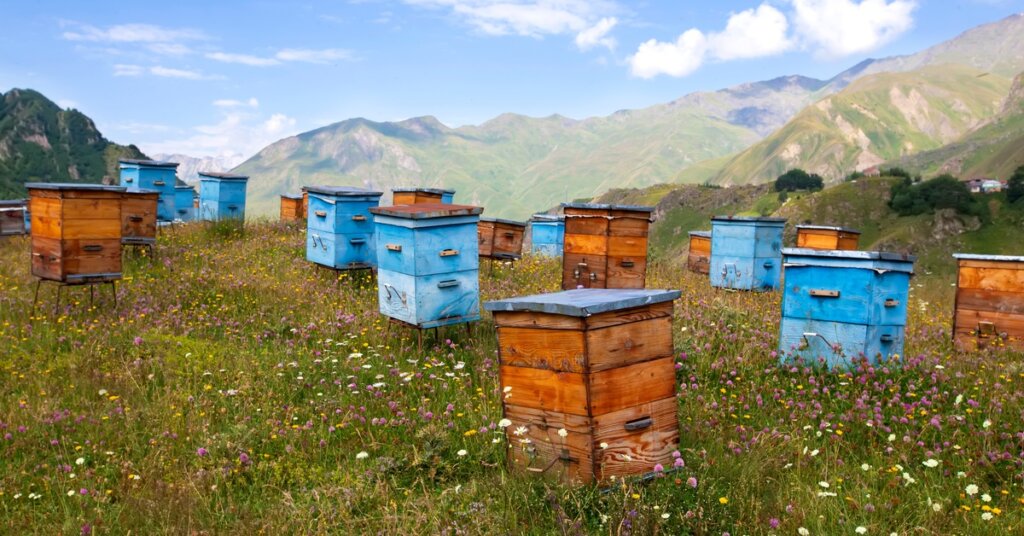 An idyllic cluster of brown and blue beehives sits in a field of wildflowers nestled among grassy mountaintops.