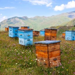 An idyllic cluster of brown and blue beehives sits in a field of wildflowers nestled among grassy mountaintops.