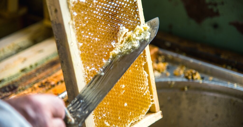 A beekeeper removes wax caps from a hive frame with an uncapping knife, preparing the frame for honey extraction.