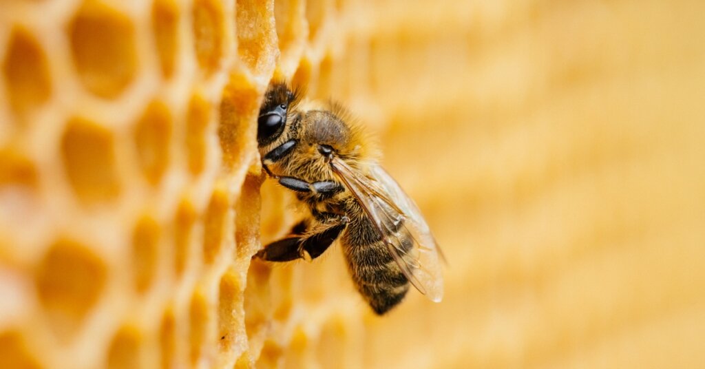 A fuzzy worker honey bee hangs out on an expanse of golden honeycomb. There are no other bees around.