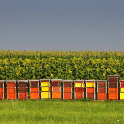 A row of wooden beehives painted different colors. They stand in front of a large field of sunflowers.